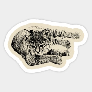 Bobcat cub 2 Sticker